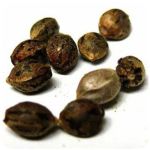 Семена марихуаны АК-47  (Seeds AK-47) в Камызяке